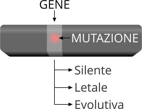 Gene, mutazione e evoluzione.