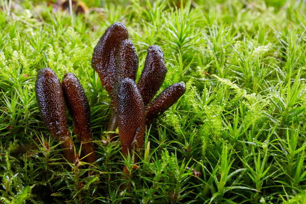 Fungo Cordyceps in crescita su un prato.