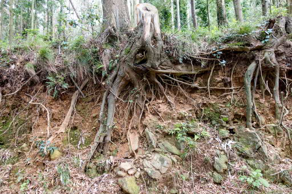 Radici esposte di un albero, il suolo franato permette di intravedere la penetrazione in profondità.
